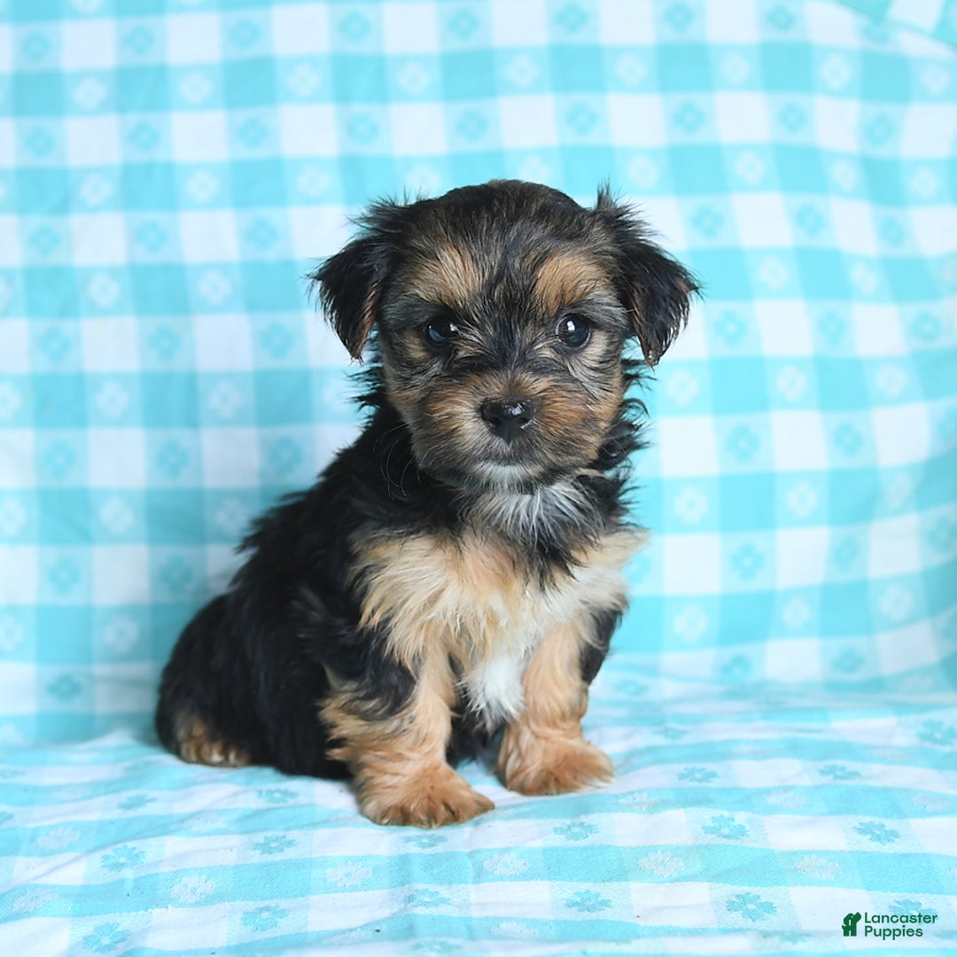 Morkie dogs for sale: Gizmo - Image 5
