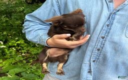 Chihuahua dogs for sale: Hershey - Image 6