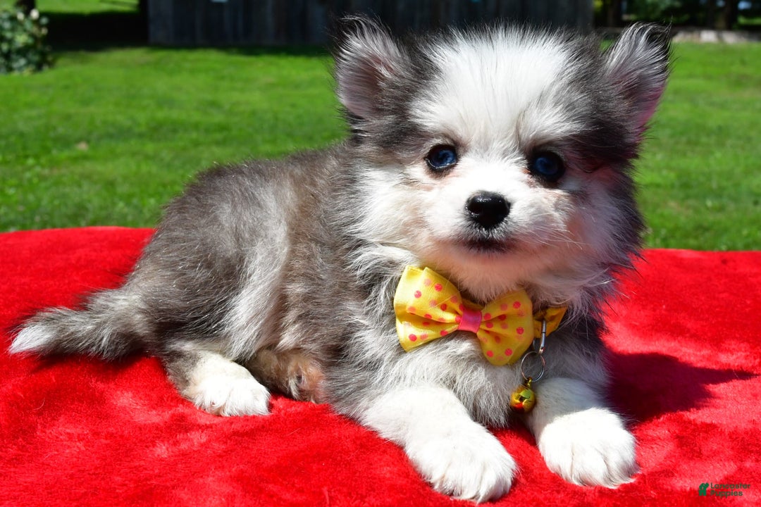 Pomsky dogs for sale: Champ - Image 7