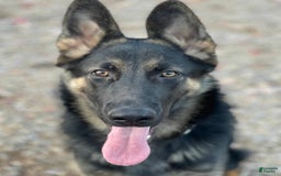 German Shepherd dogs for sale: Luna - Image 1