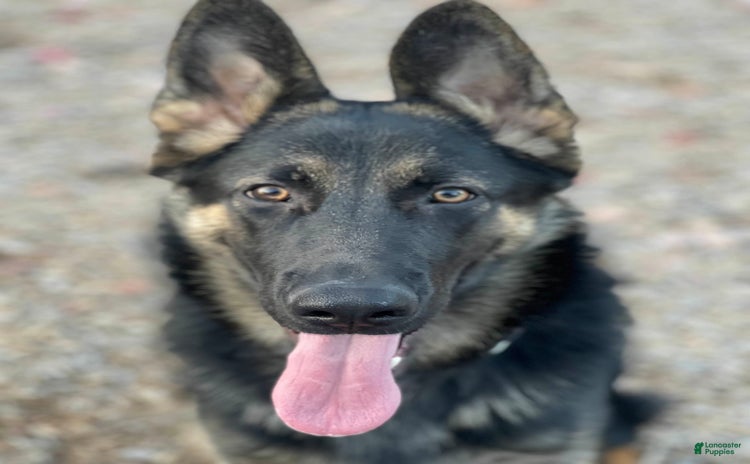 German Shepherd dogs for sale - Ad 1