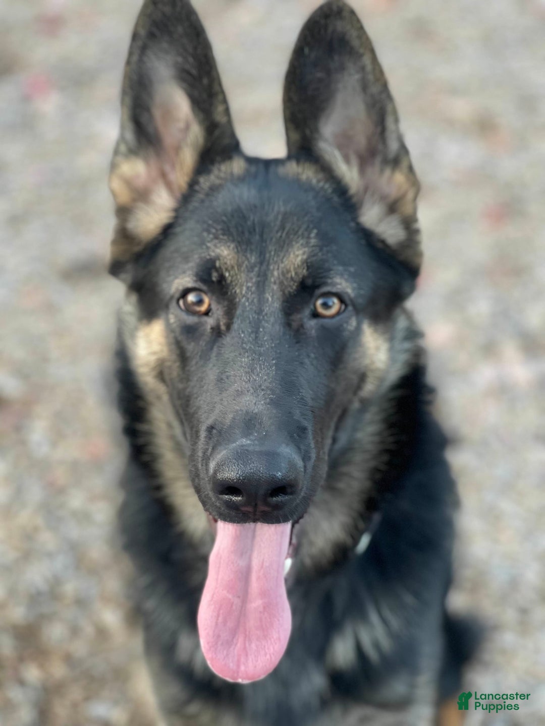 German Shepherd dogs for sale: Luna - Image 1
