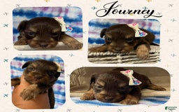 Yorkiepoo dogs for sale: Journey - Image 3