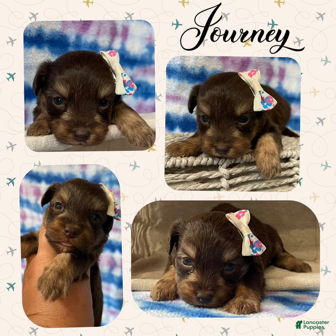 Yorkiepoo dogs for sale: Journey - Image 3