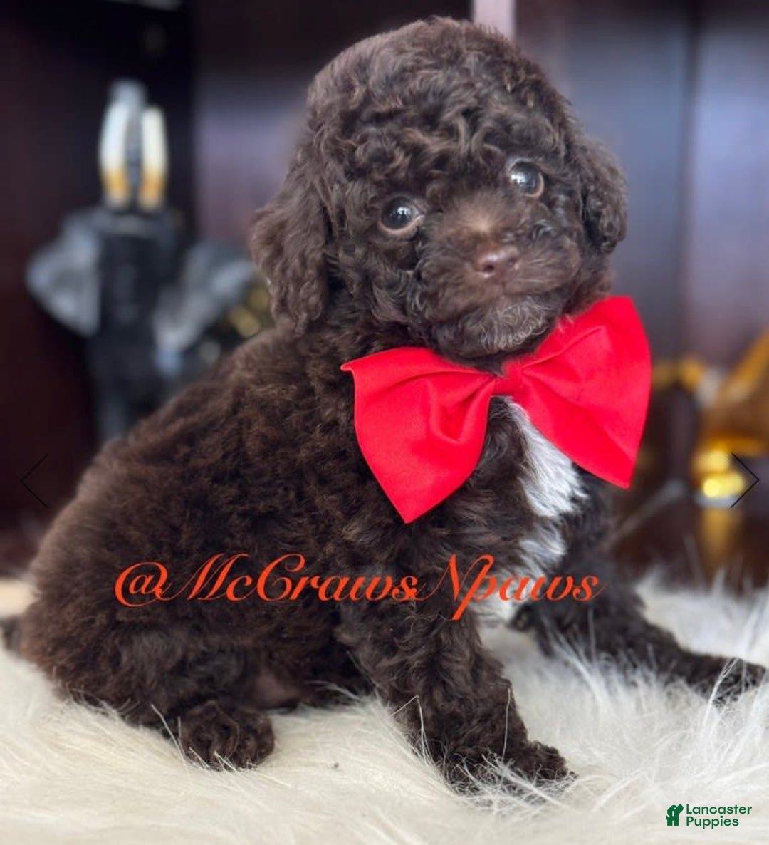 Toy Poodle dogs for sale: Handsome - Image 4