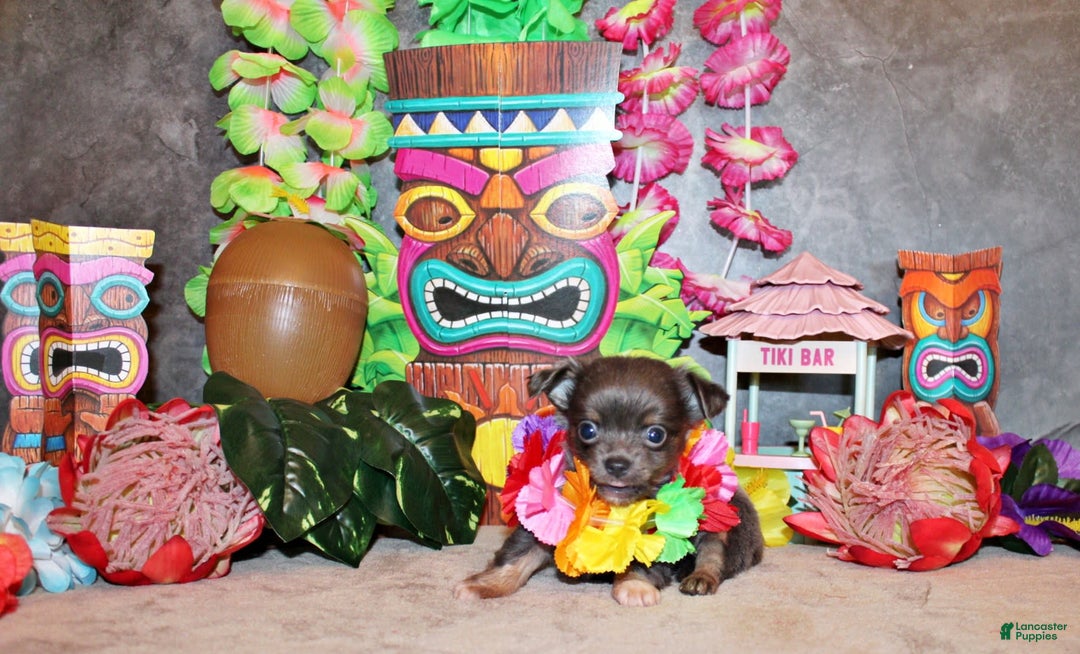 Chihuahua dogs for sale: Yesenia - Image 2