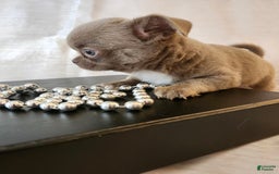 Chihuahua dogs for sale: Lord - Image 1