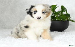 Australian Shepherd dogs for sale: Barley - Image 5
