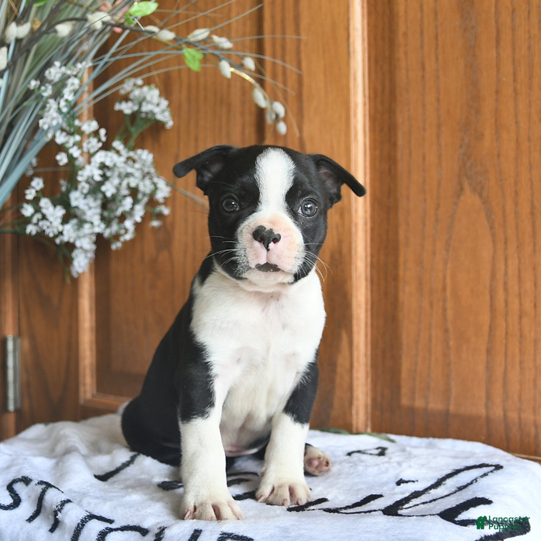 Boston Terrier dogs for sale: Hunter - Image 3