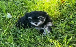 Maltipoo dogs for sale: Precious - Image 5