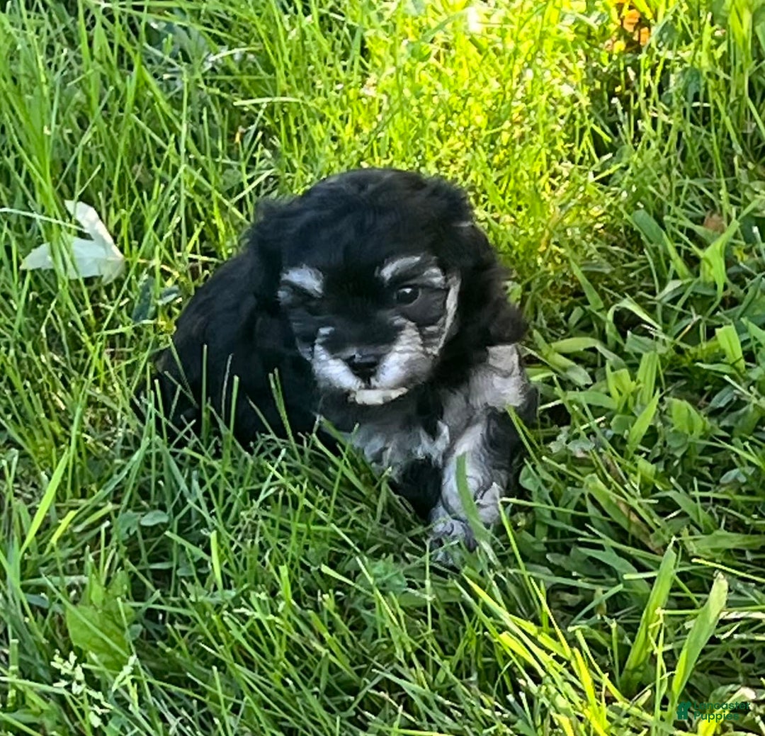 Maltipoo dogs for sale: Precious - Image 5