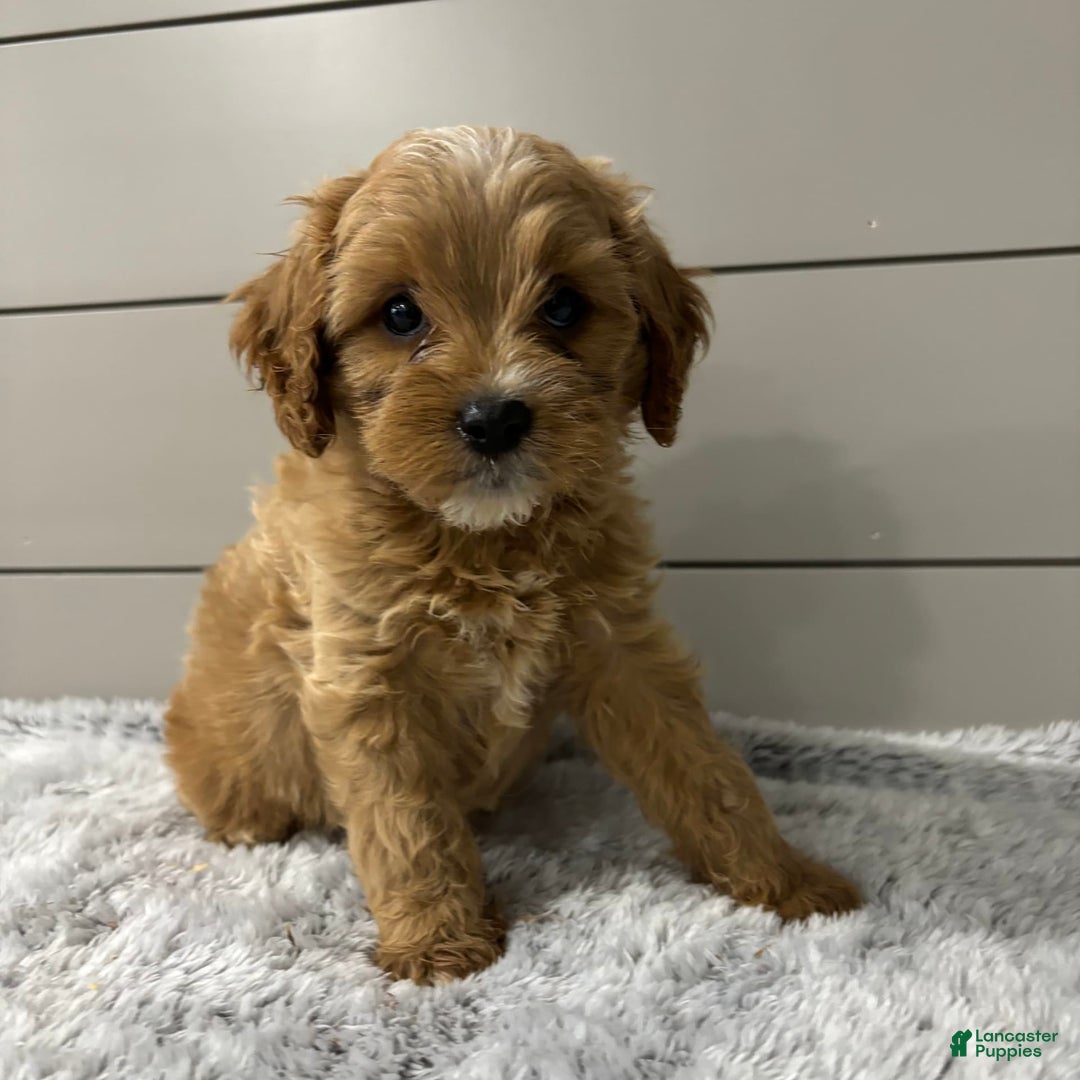 Cavapoo dogs for sale: Willow - Image 2