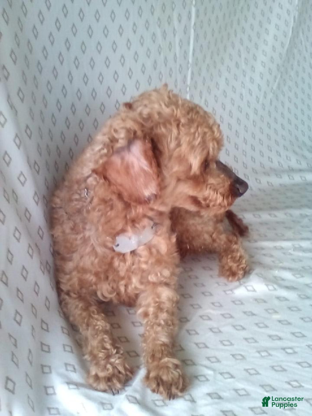 Bichpoo dogs for sale: Grace - Image 7