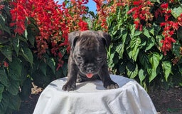 Frenchton dogs for sale: Nala - Image 5