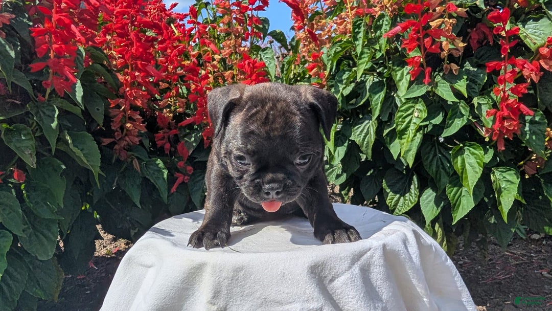Frenchton dogs for sale: Nala - Image 5