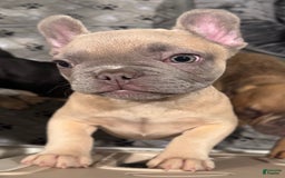 French Bulldog dogs for sale: Zina - Image 2