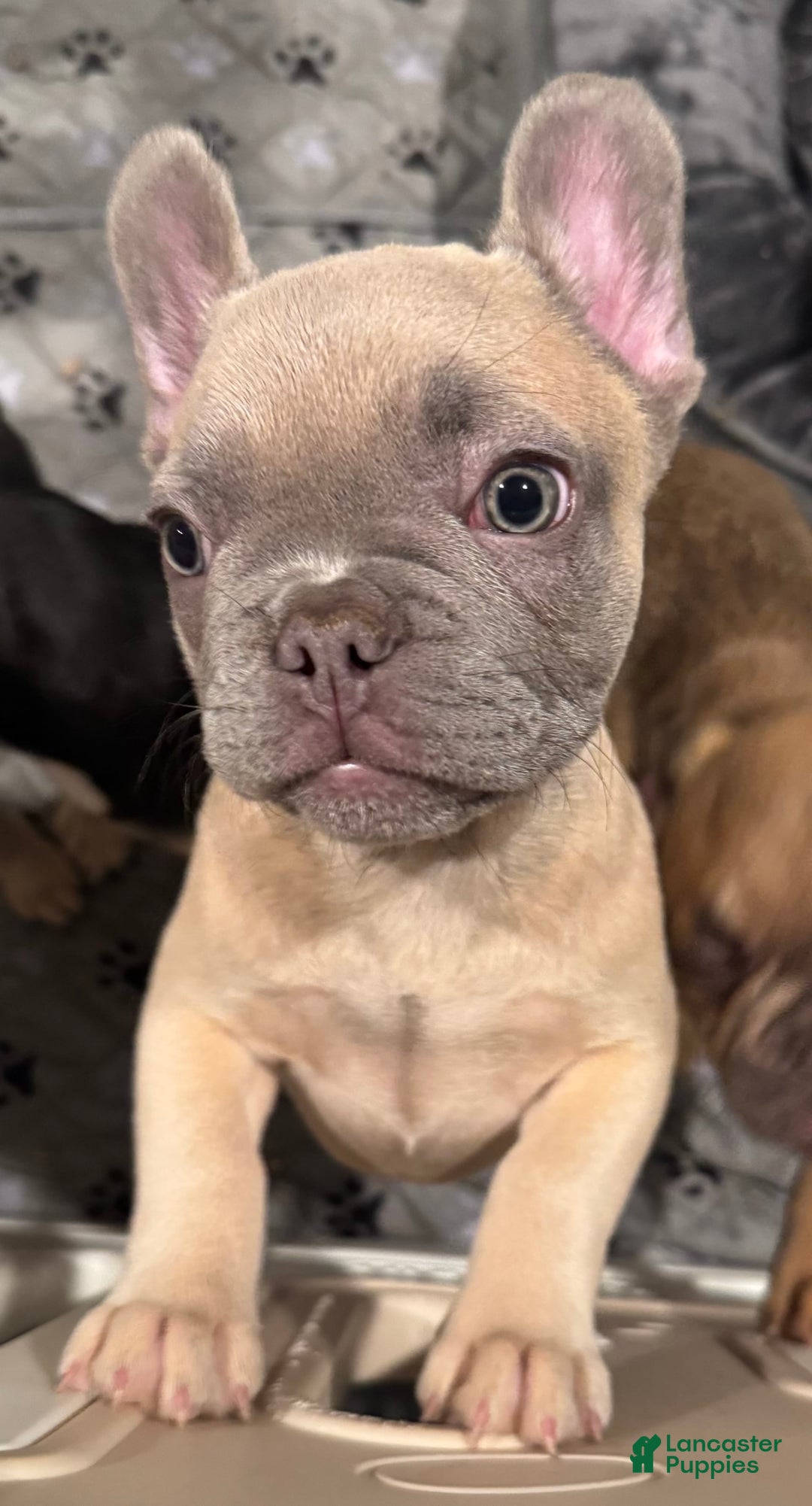 French Bulldog dogs for sale: Zina - Image 2