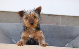 Yorkshire Terrier dogs for sale: Jordan - Image 3