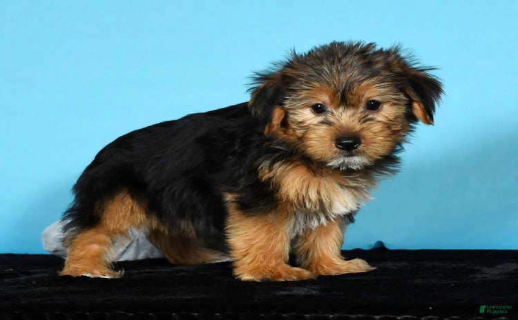 Yorkshire Terrier dogs for sale - Ad 1