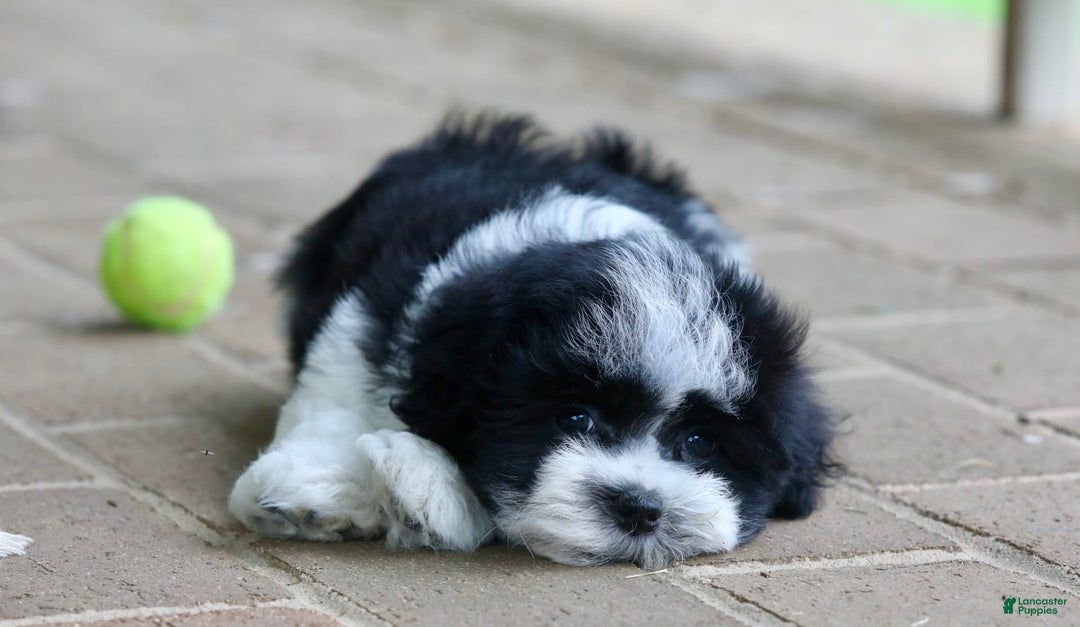 Havanese dogs for sale: Jack - Image 2