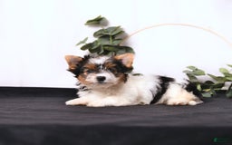 Biewer Terrier dogs for sale: Ava - Image 3