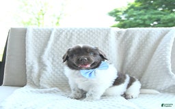 Newfoundland dogs for sale: Jasper - Image 6