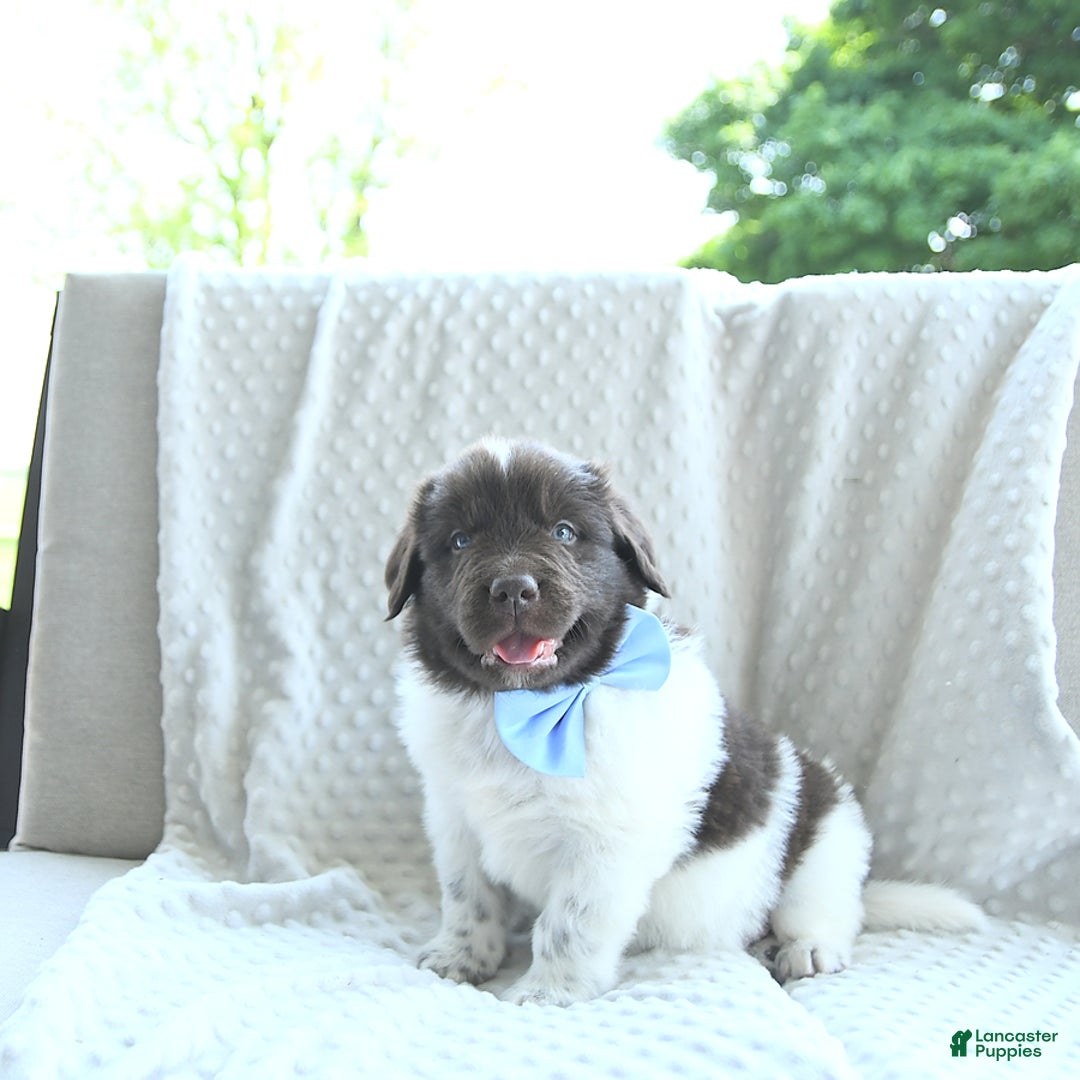 Newfoundland dogs for sale: Jasper - Image 6