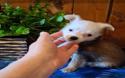 Chinese Crested dogs for sale: Bear - Image 2