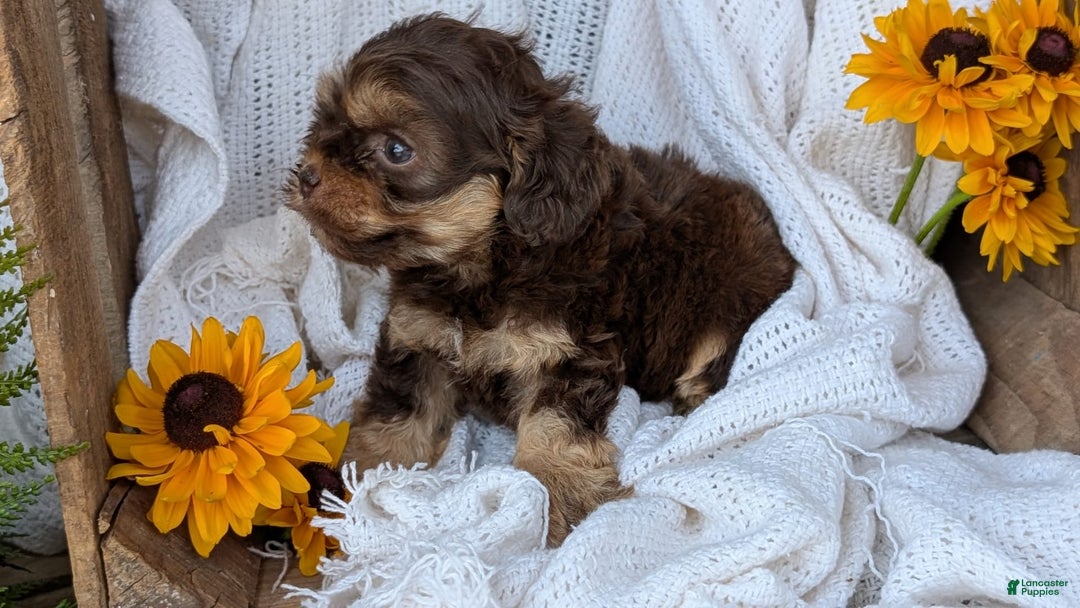 Cockapoo dogs for sale: Hazel - Image 9