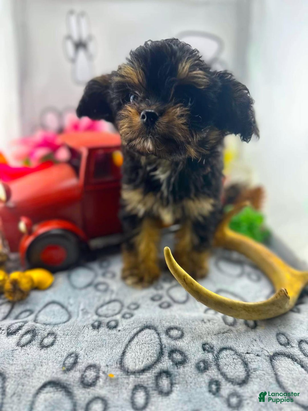 Chipoo dogs for sale: Milo - Image 3