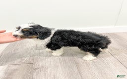 Mini Bernedoodle dogs for sale: Archer - Image 3