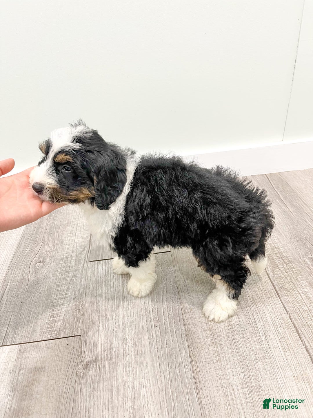 Mini Bernedoodle dogs for sale: Archer - Image 3
