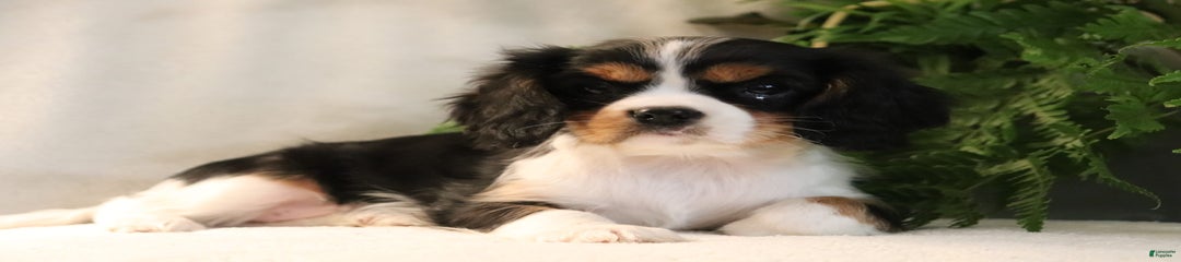 Misti