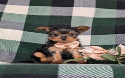 Yorkshire Terrier dogs for sale: Karissa 6 lbs Full Grown - Image 5