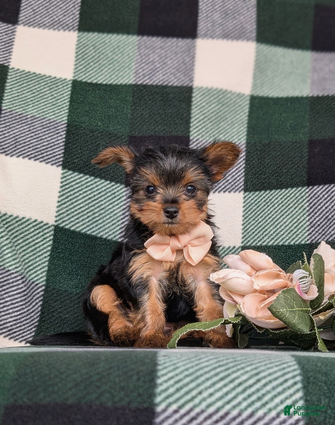 Yorkshire Terrier dogs for sale: Karissa 6 lbs Full Grown - Image 5