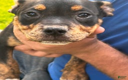 American Pit Bull Terrier dogs for sale: Arnold - Image 3