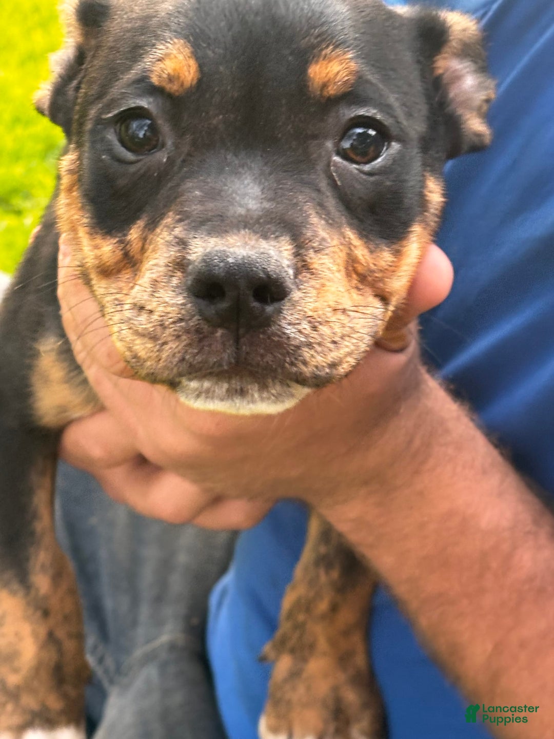 American Pit Bull Terrier dogs for sale: Arnold - Image 3