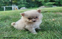 Pomeranian dogs for sale: Cameron - Image 1
