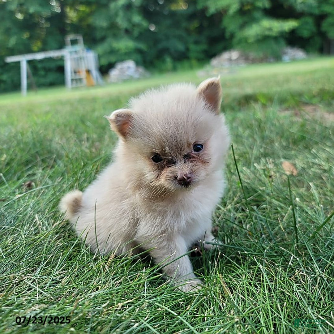 Pomeranian dogs for sale: Cameron - Image 1