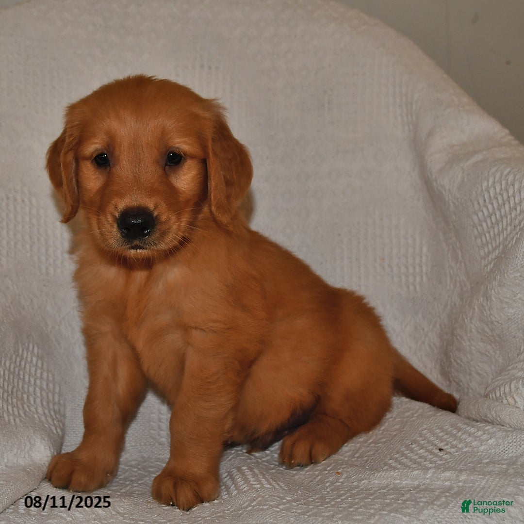 Golden Retriever dogs for sale: Tucker - Image 1