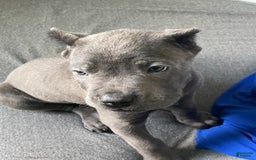 Cane Corso dogs for sale: Karen - Image 1