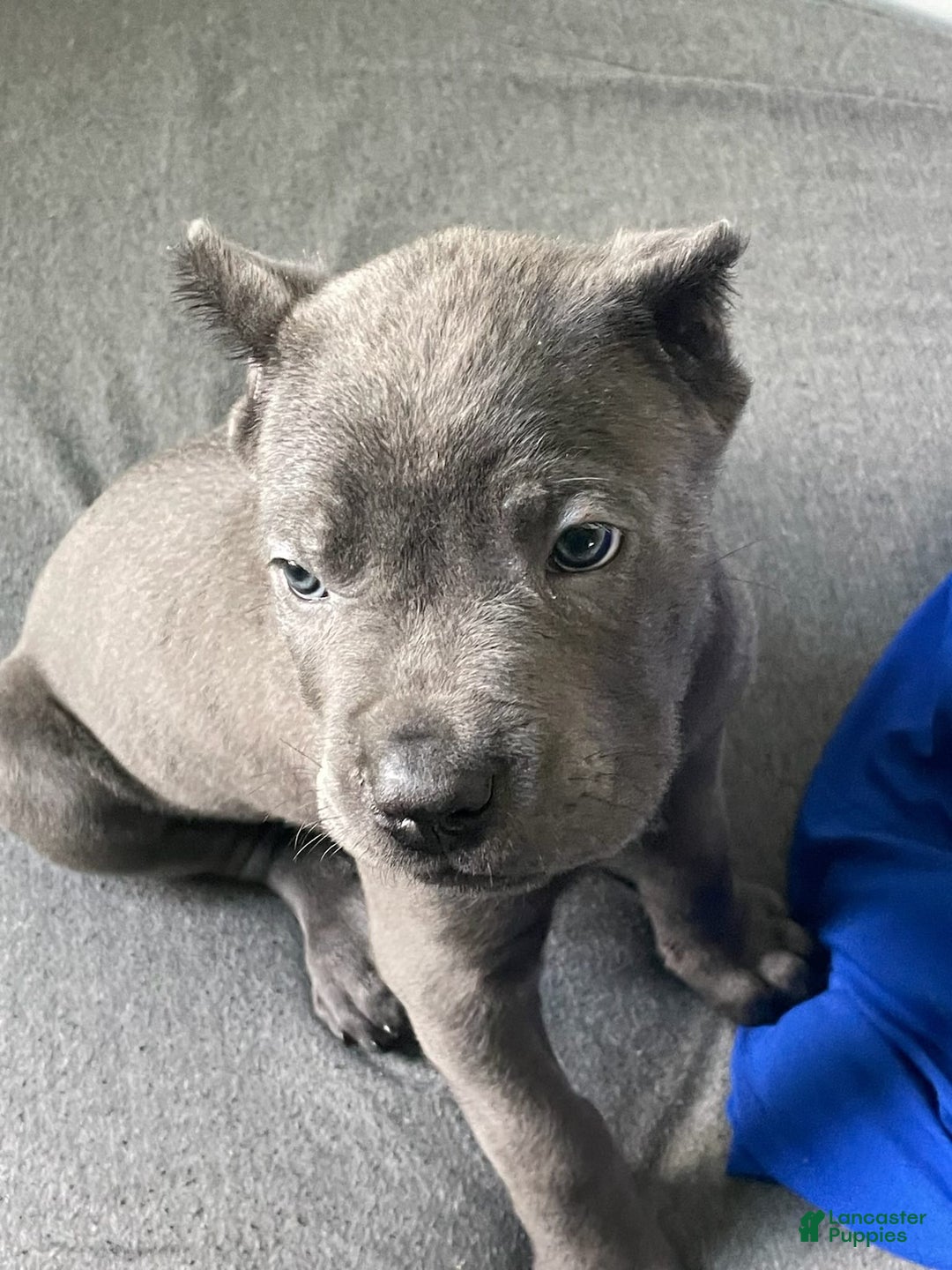 Cane Corso dogs for sale: Karen - Image 1