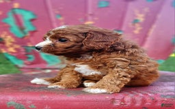 Cavapoo dogs for sale: Freedom - Image 3