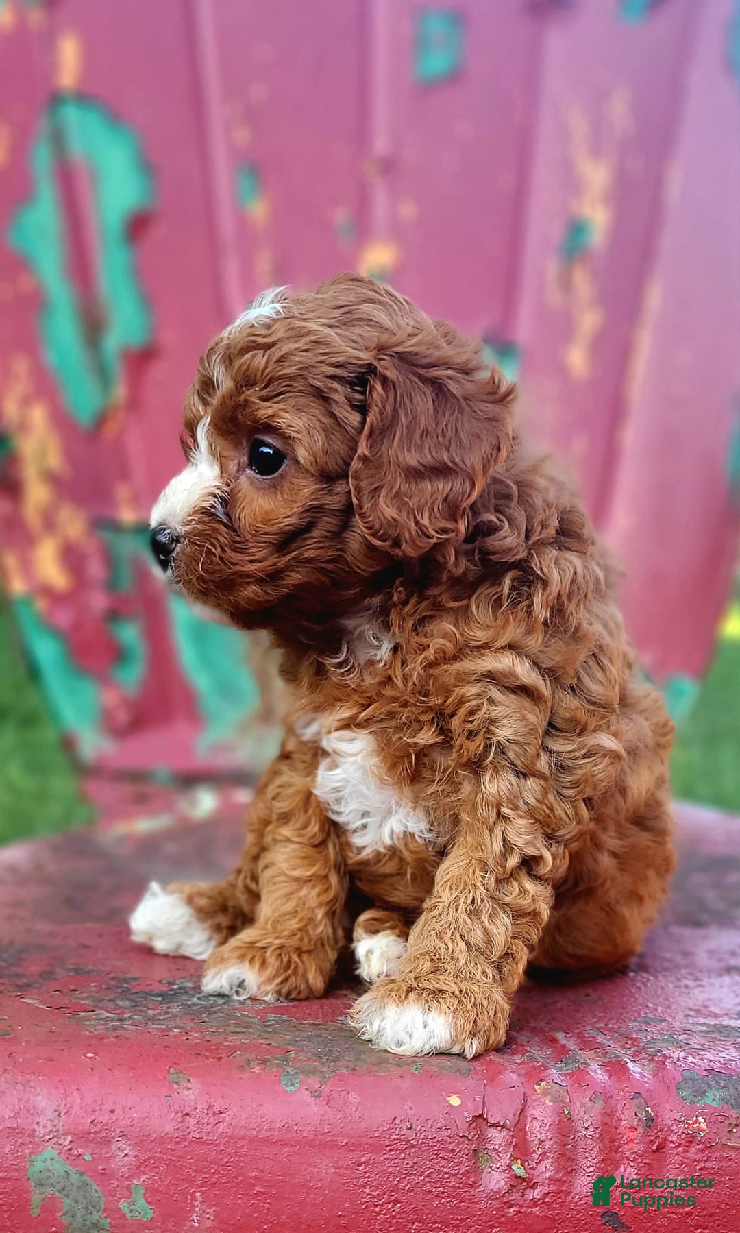 Cavapoo dogs for sale: Freedom - Image 3