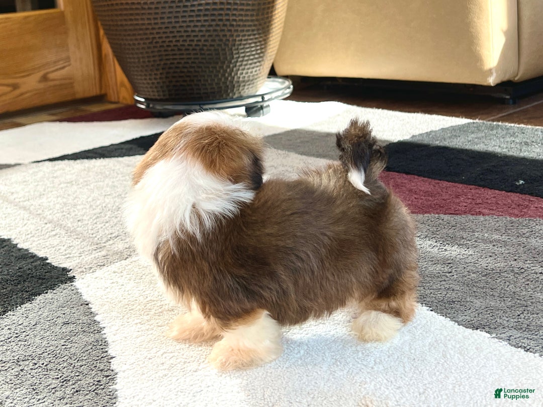 Lhasa Apso dogs for sale: Milo - Image 1