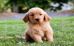 Golden Retriever dogs for sale: Indy - Image 8