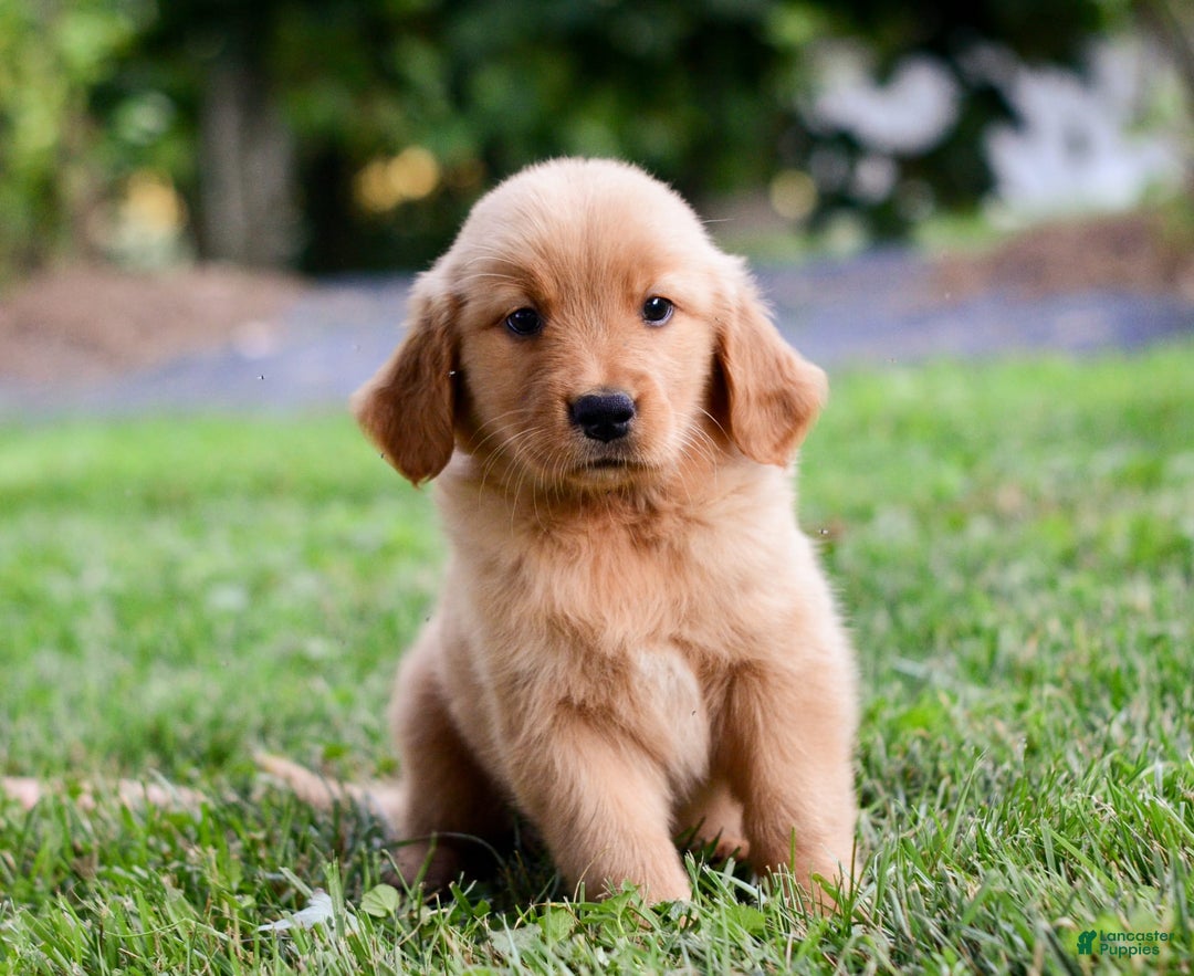 Golden Retriever dogs for sale: Indy - Image 8