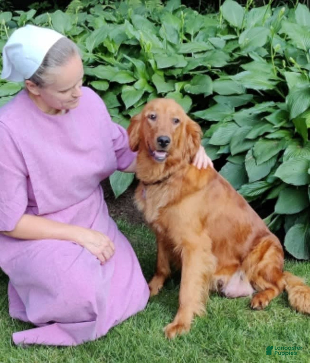 Goldendoodle dogs for sale: Robyn - Image 14
