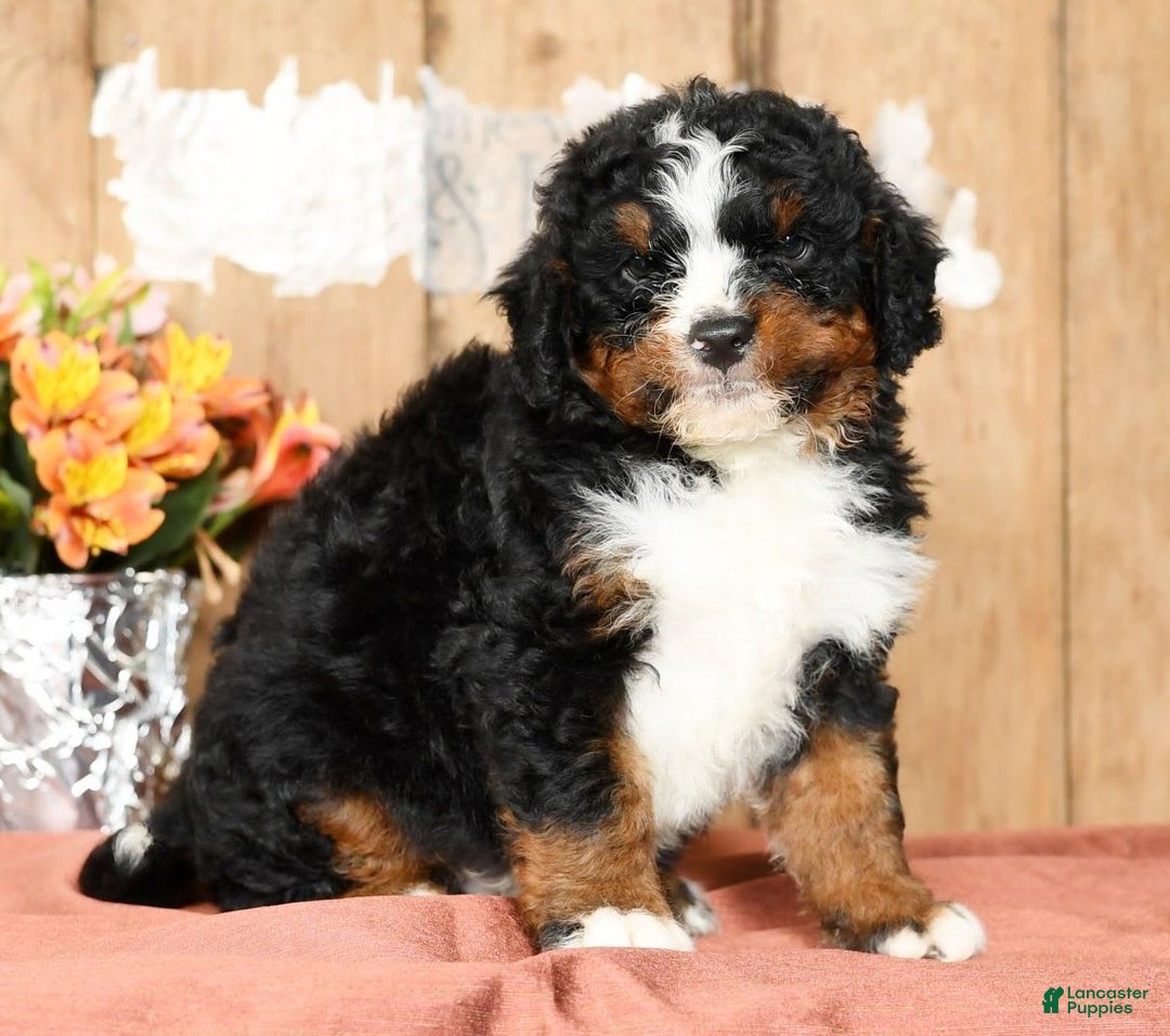 Mini Bernedoodle dogs for sale: Tatum - Image 4
