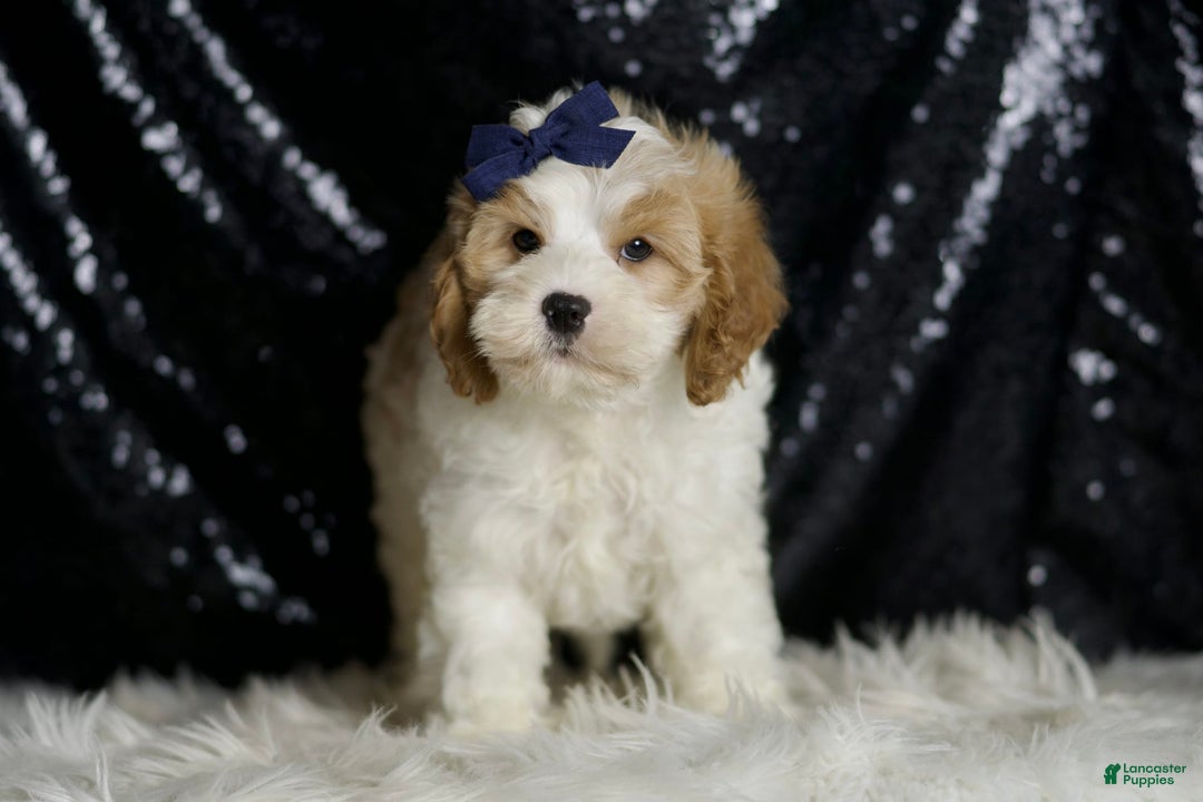 Cavapoo dogs for sale: Boink - Image 2